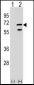 POLR3C Antibody (Center)